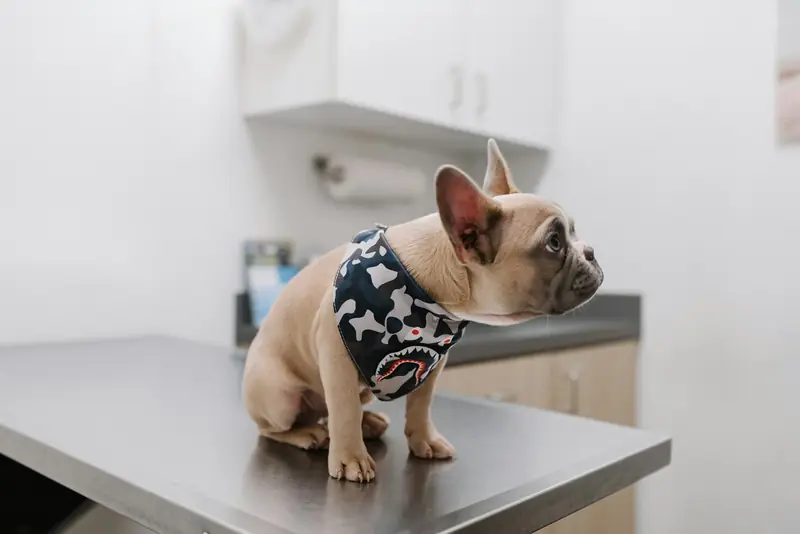 Bulldog francez pe masa de consultație